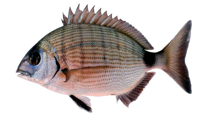Diplodus sargus_04.jpg